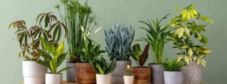 Indoor Plant Care and Decor: Bringing the Green Inside